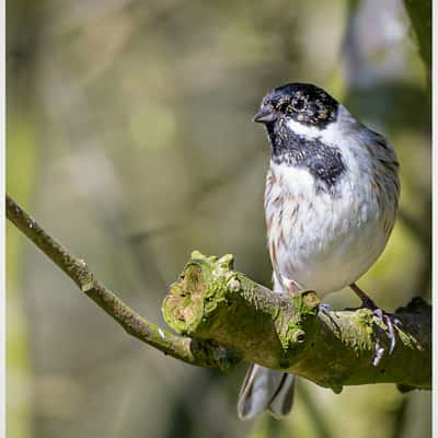 Summers Leys Nature Reserve, United Kingdom