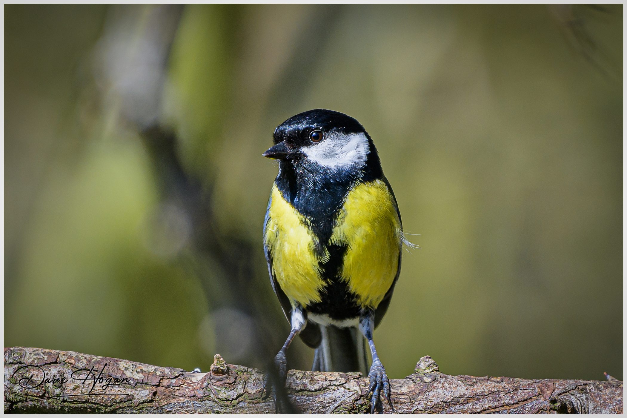 Wild birds - Top Spots for this Photo Theme