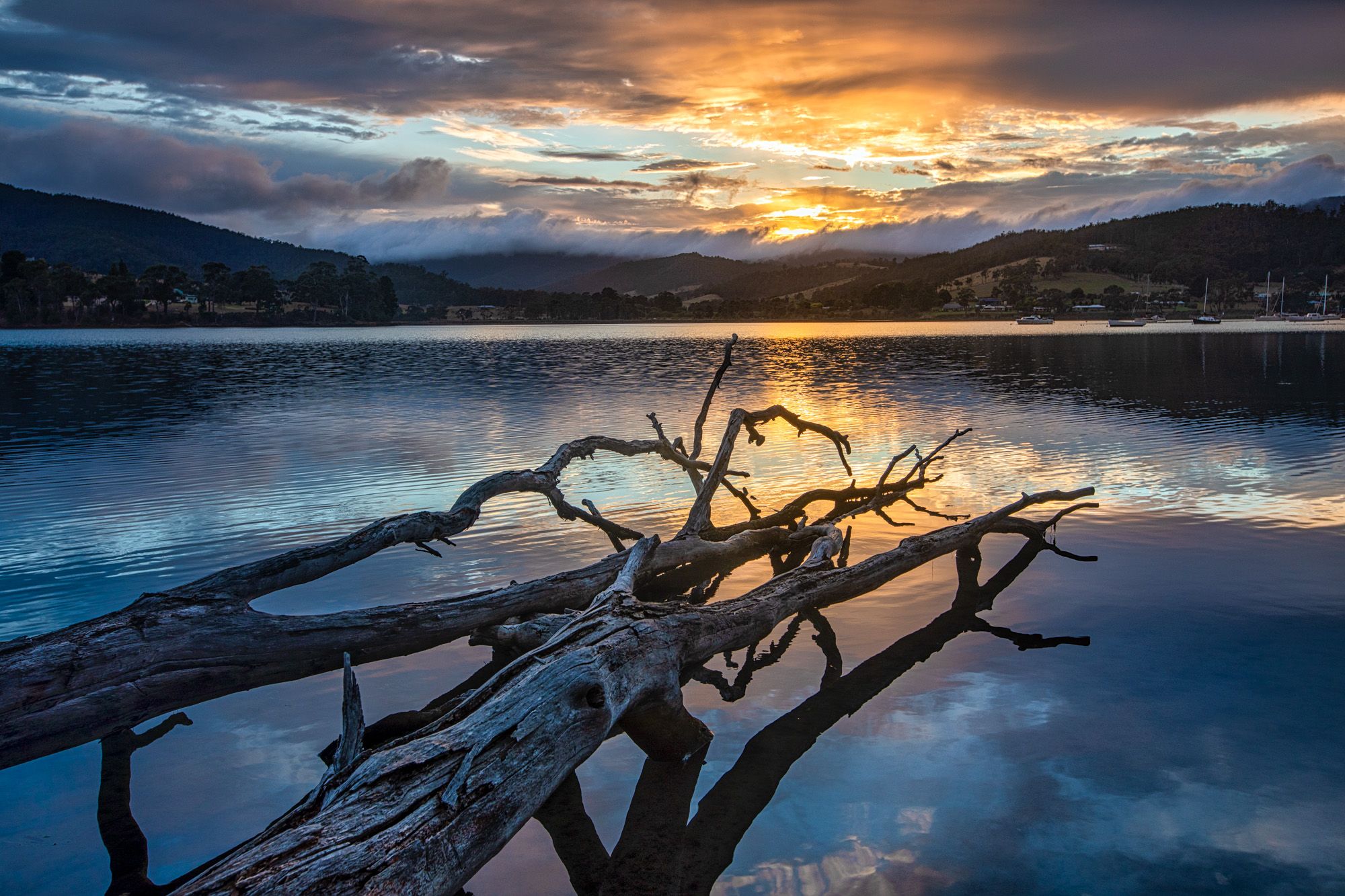 Two Trees Catos Bay, Cygnet, Tasmania, Australia