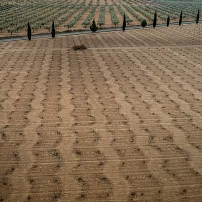 Young Vines, Murcia, Spain