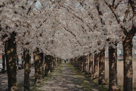 Almere, Netherlands - Cherry Blossom