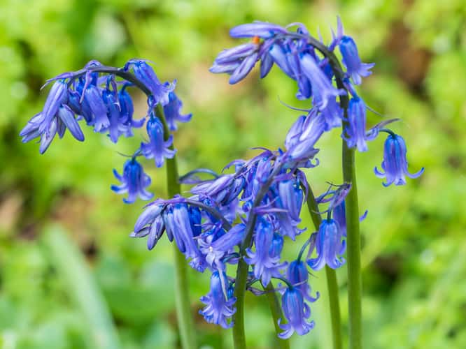 Bluebell forest Hallerbos near Brussels