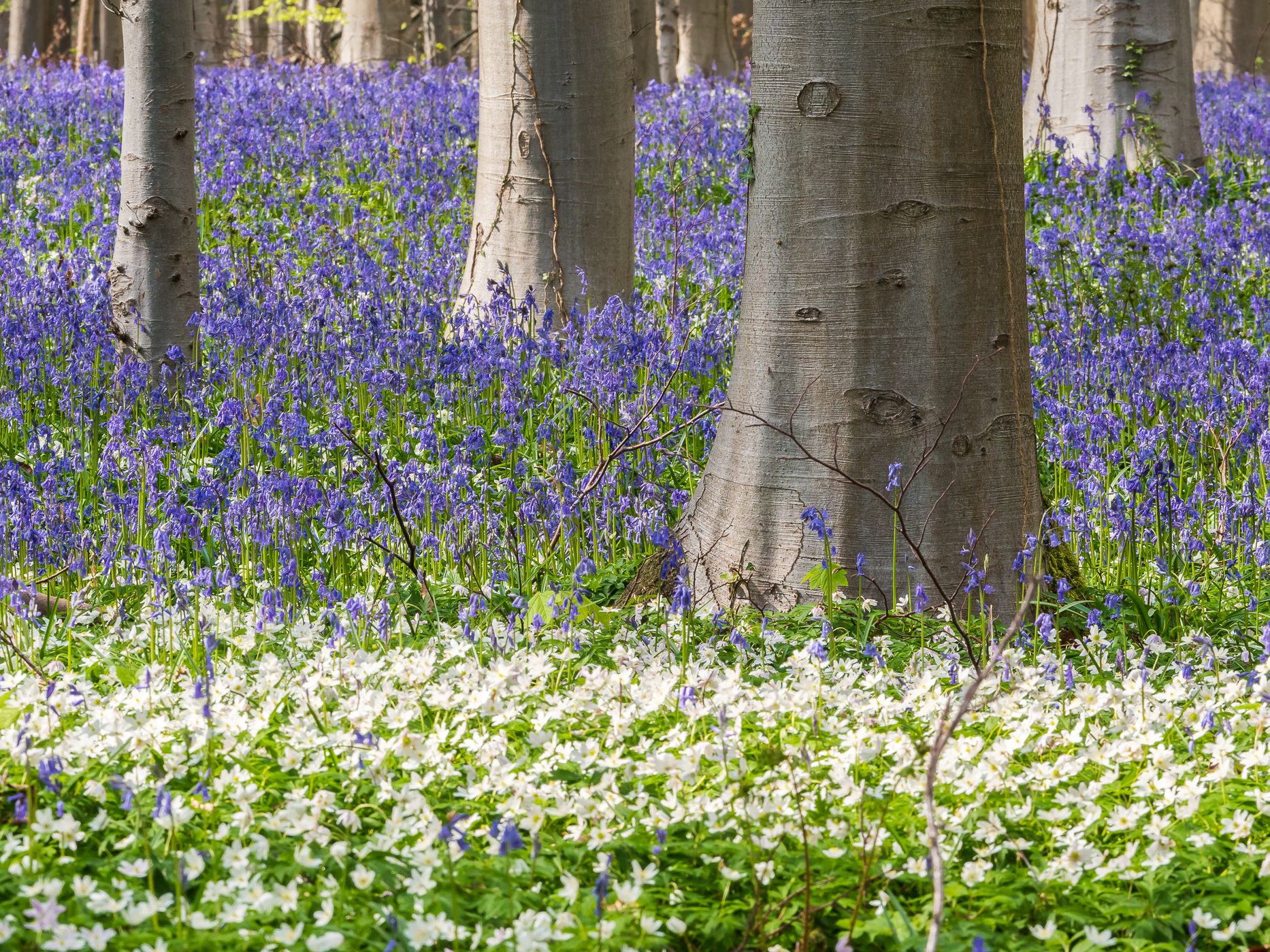 Bluebell forest Hallerbos near Brussels, Belgium