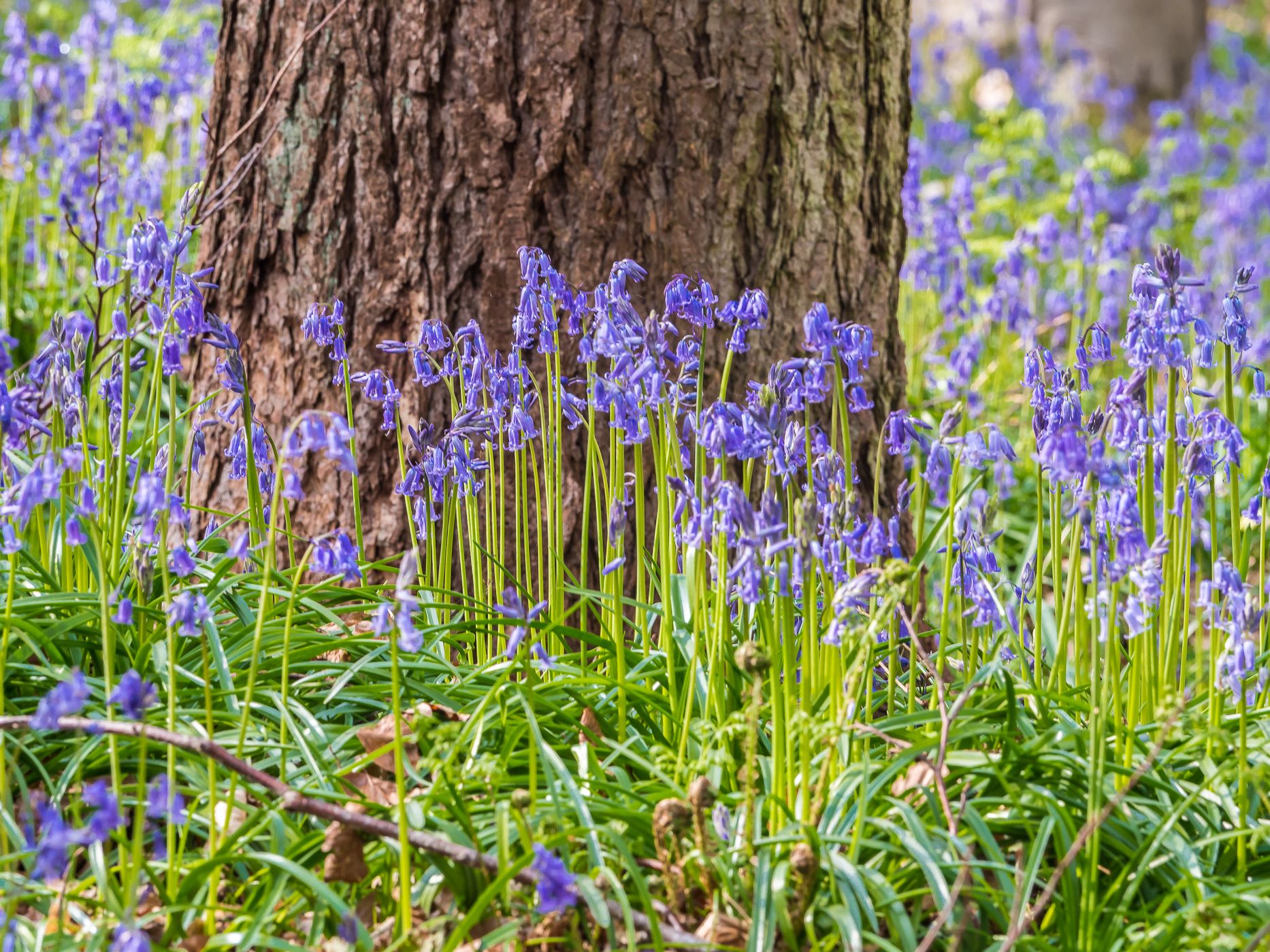 Bluebell forest Hallerbos near Brussels, Belgium