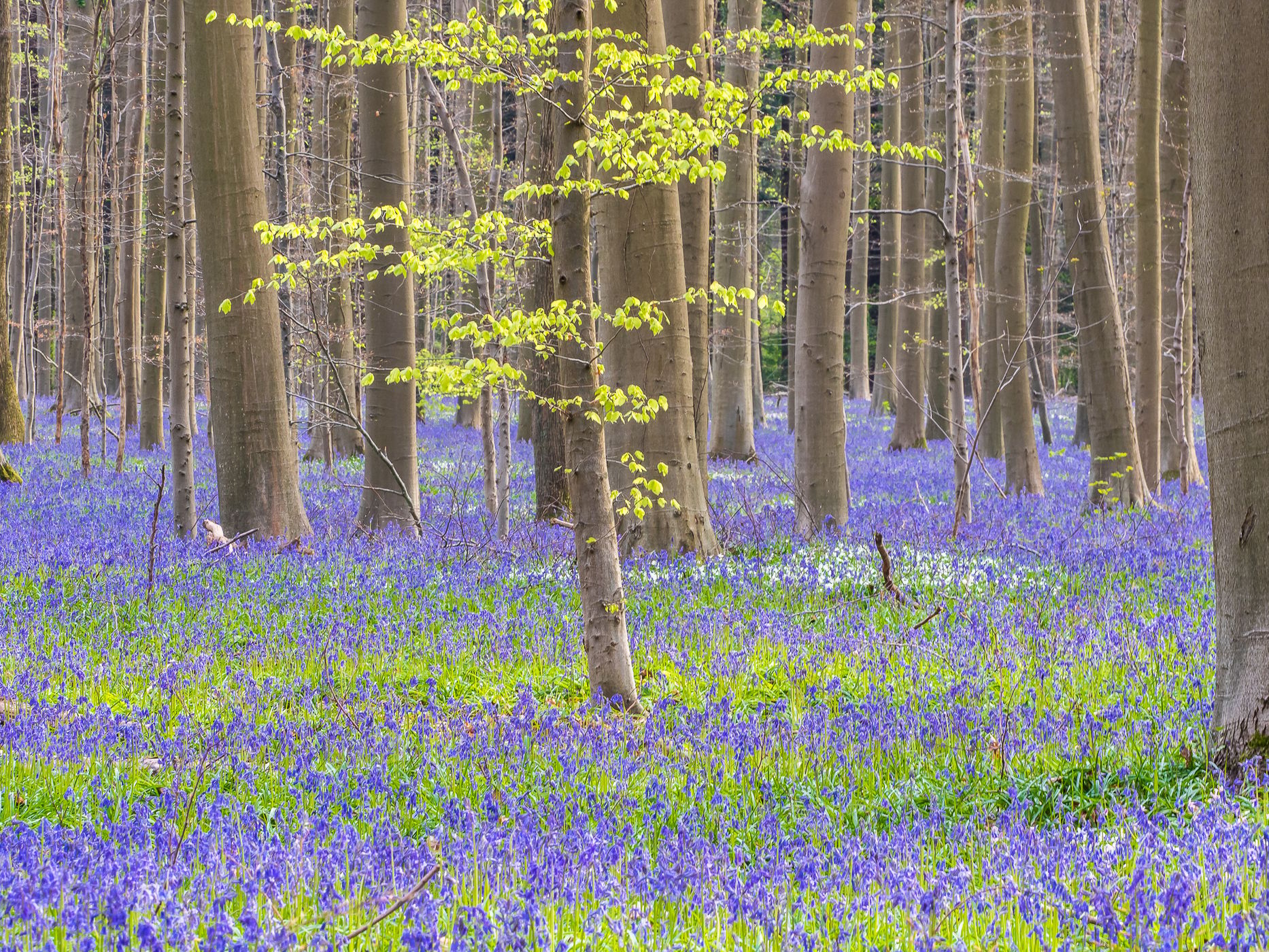 Bluebell forest Hallerbos near Brussels, Belgium