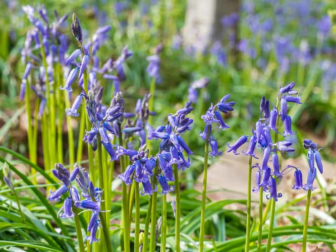 Bluebell forest Hallerbos near Brussels