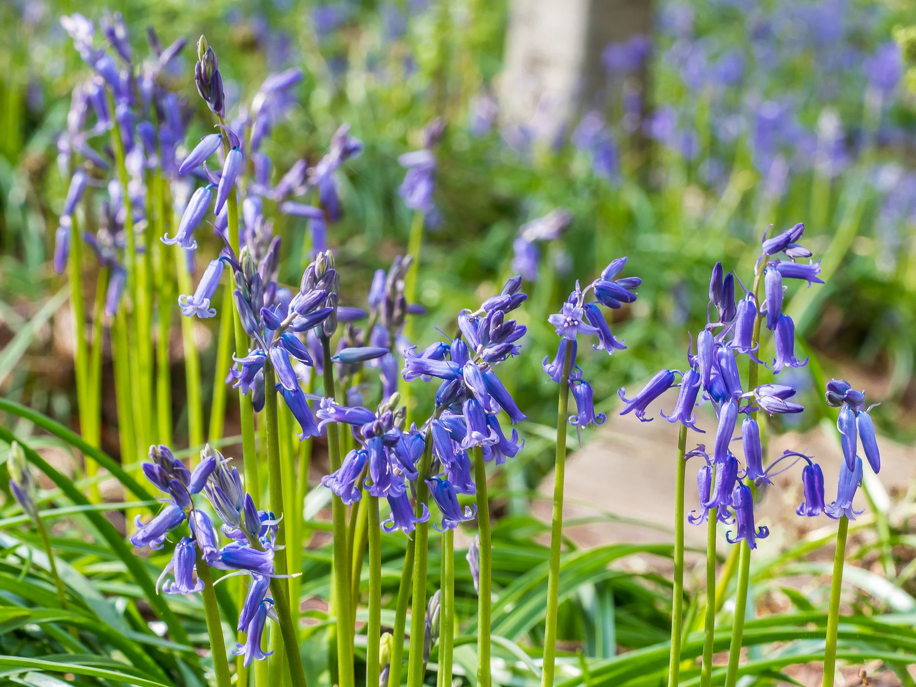 Bluebell forest Hallerbos near Brussels, Belgium