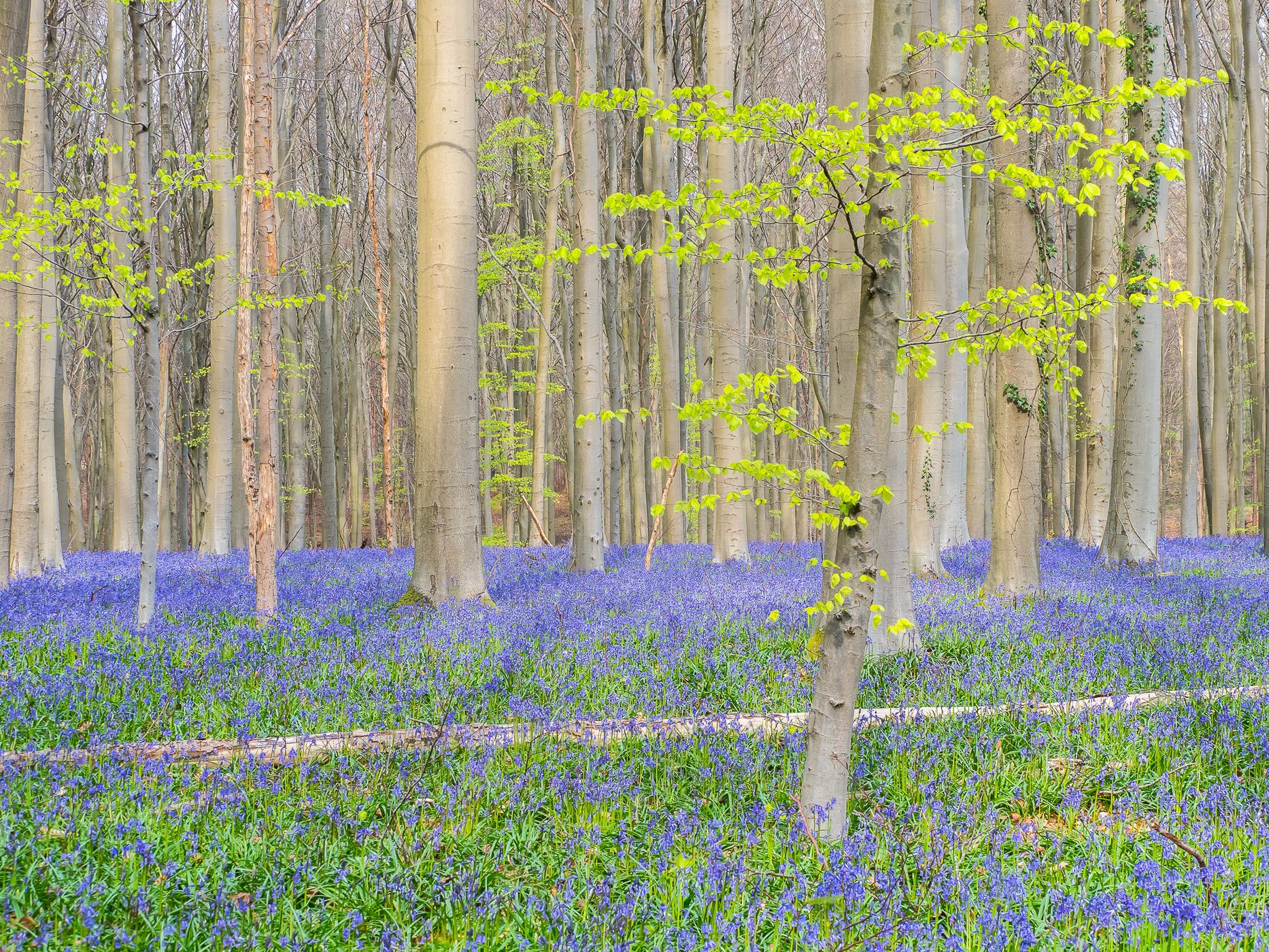 Bluebell forest Hallerbos near Brussels, Belgium