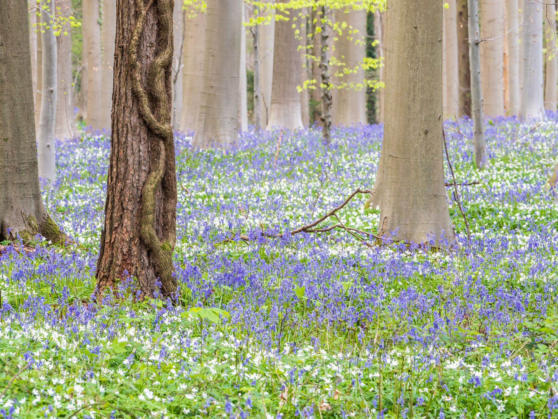 Bluebell forest Hallerbos near Brussels, Belgium