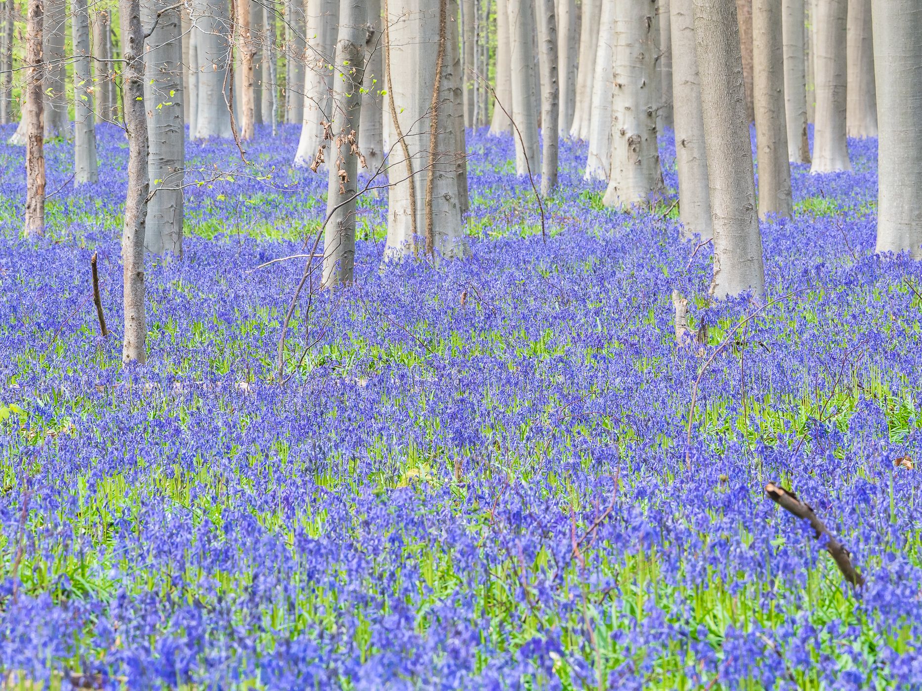 Bluebell forest Hallerbos near Brussels, Belgium