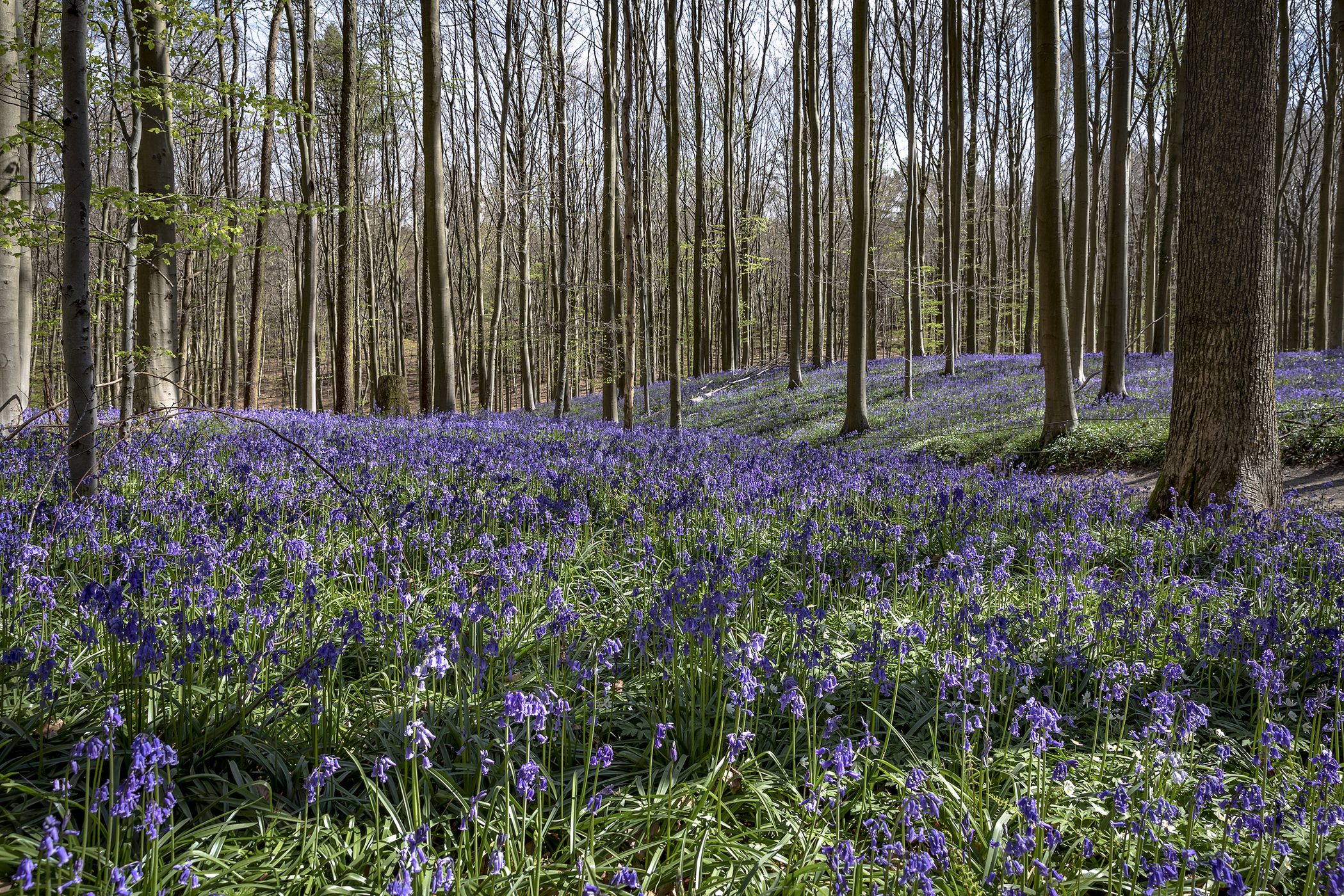 Bluebells in Hallerbos, Belgium