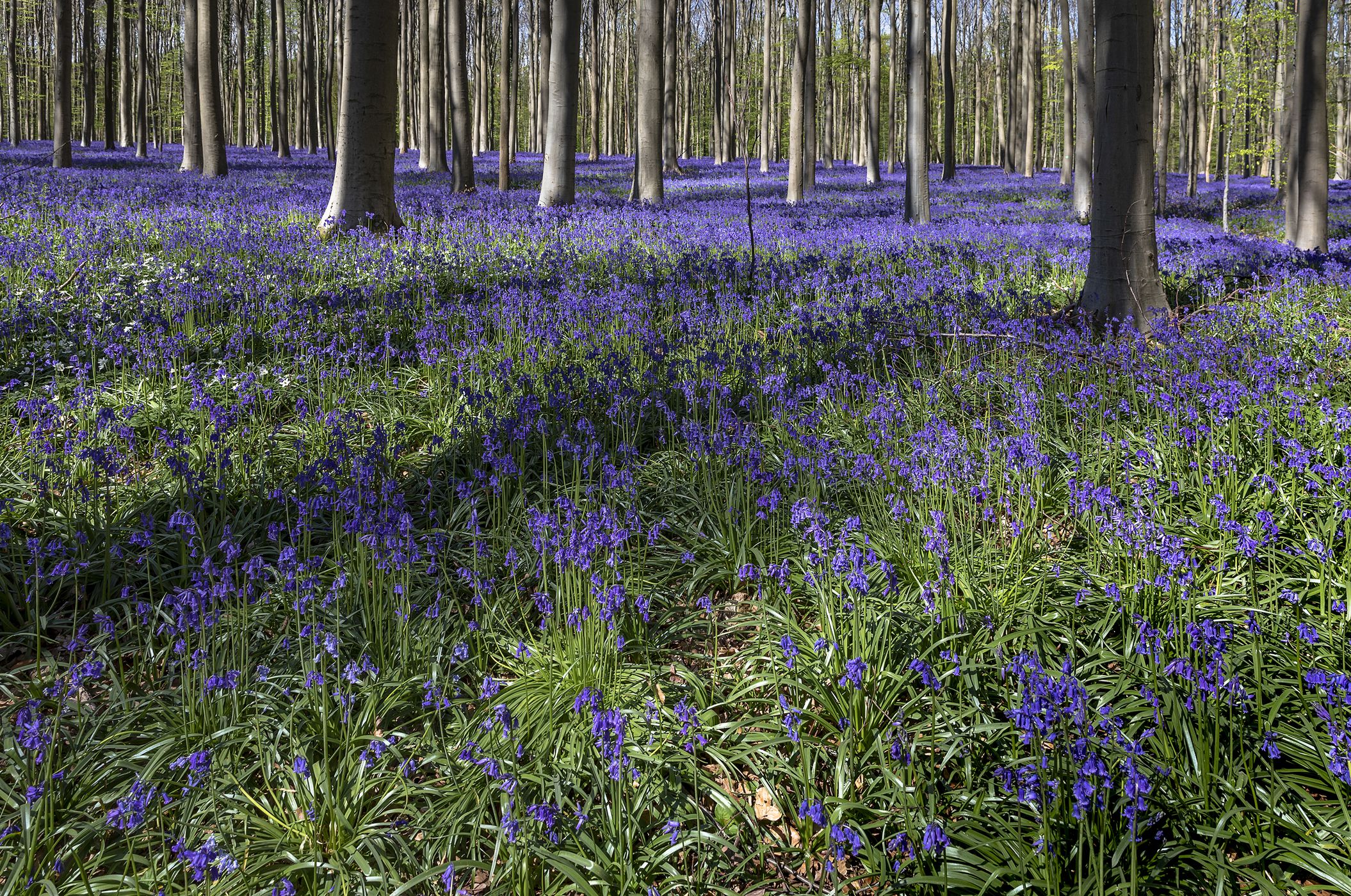 Bluebells in Hallerbos, Belgium