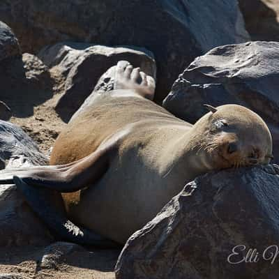 Cape Cross Seal Reserve, Namibia