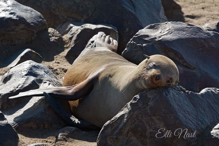 Cape Cross Seal Reserve
