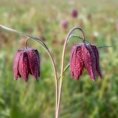 Checkered Flowers, Germany