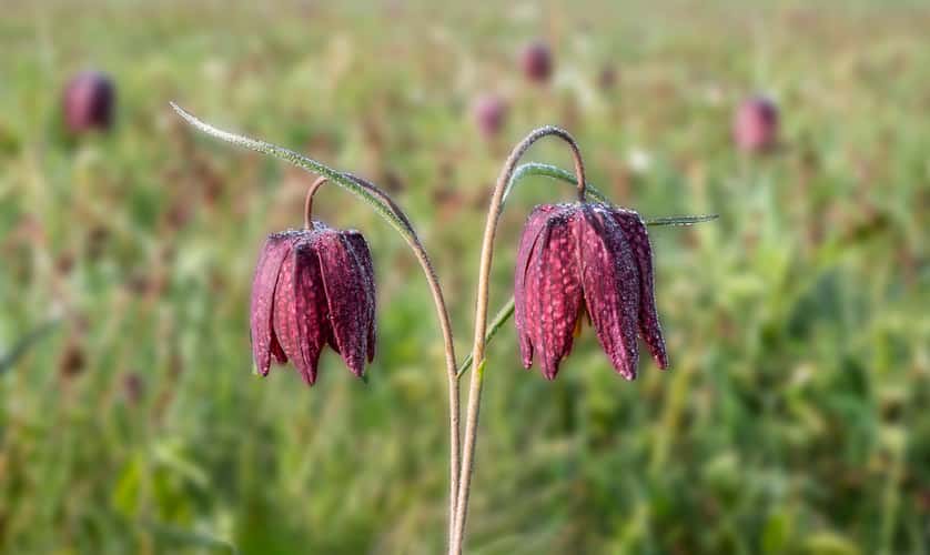 Checkered Flowers