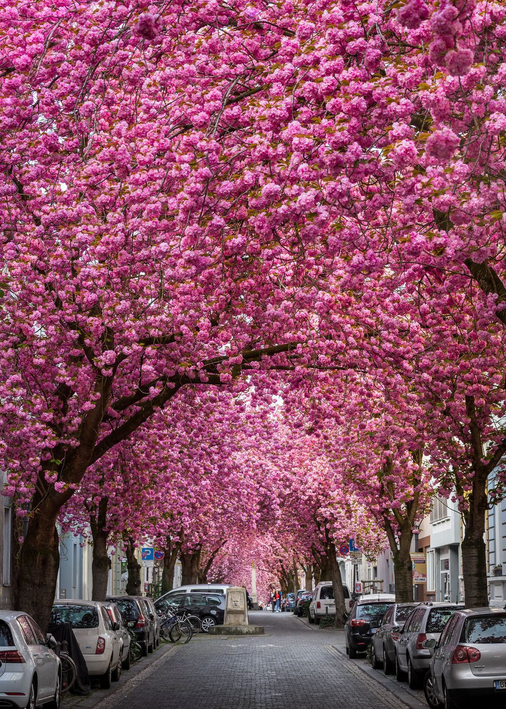 Cherry trees at Heerstreet, Bonn, Germany
