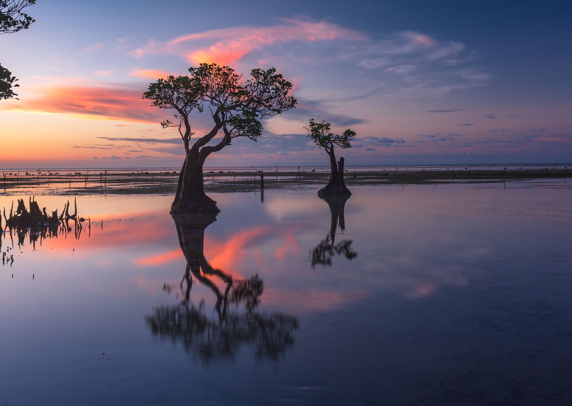 Dancing mangroves at Walakiri Beach, Indonesia