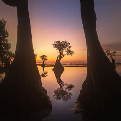 Dancing mangroves at Walakiri Beach, Indonesia