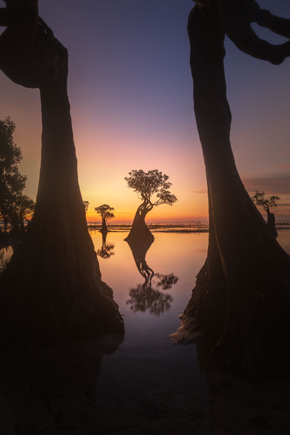 Dancing mangroves at Walakiri Beach, Indonesia