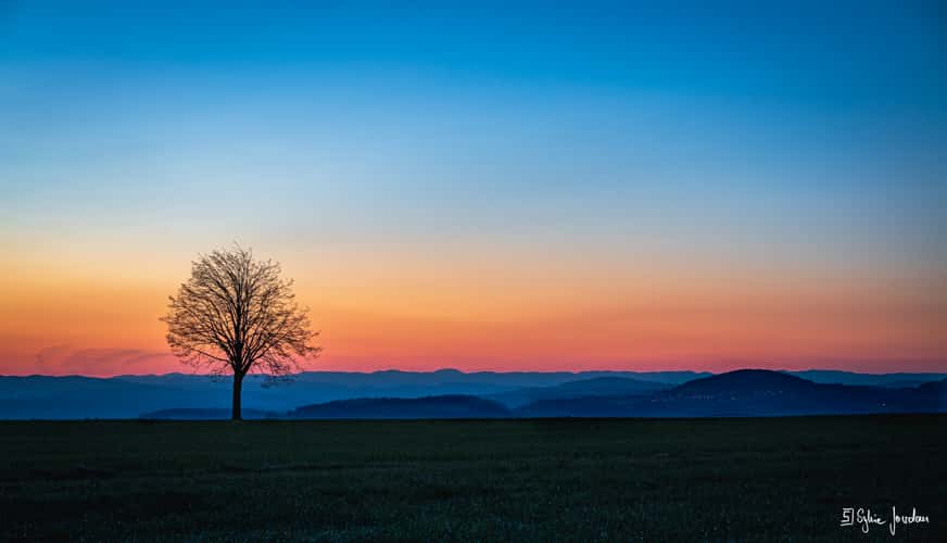 Fairy tale trees, Neuheim