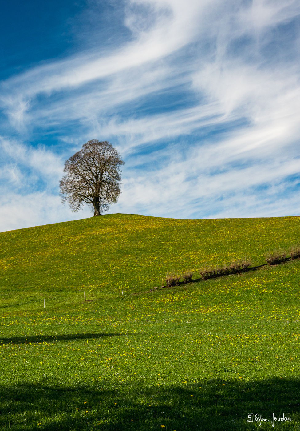 Fairy tale trees, Neuheim, Switzerland