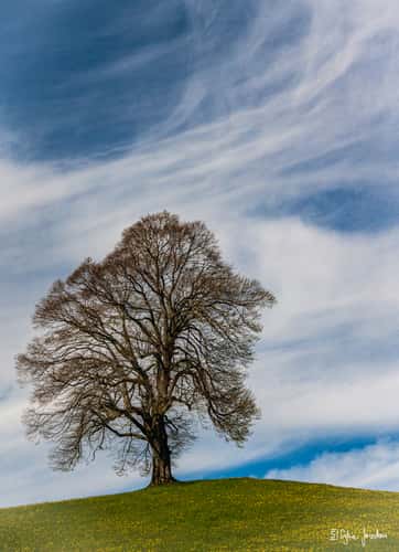Fairy tale trees, Neuheim