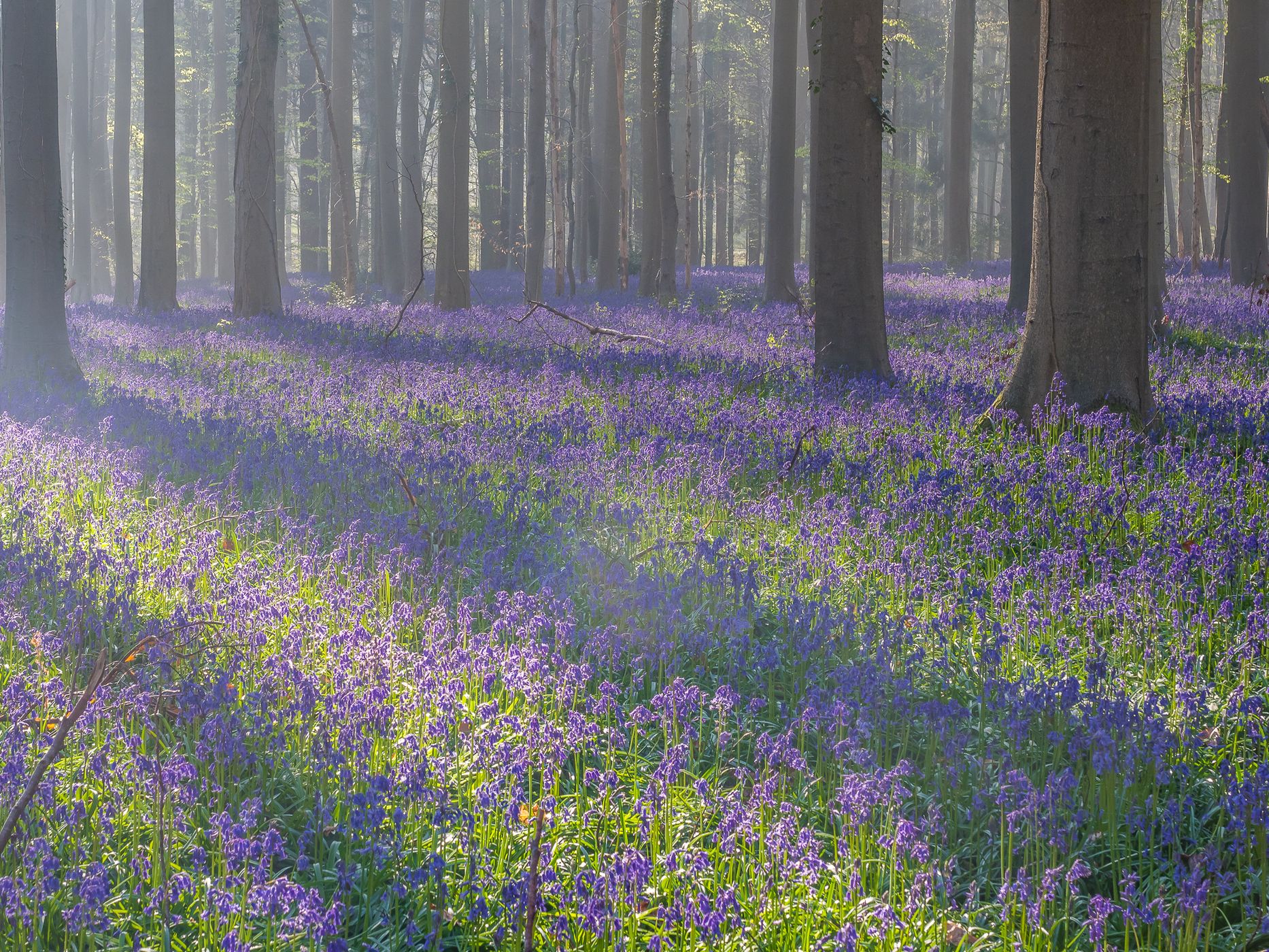Hallerbos, Halle, Belgium