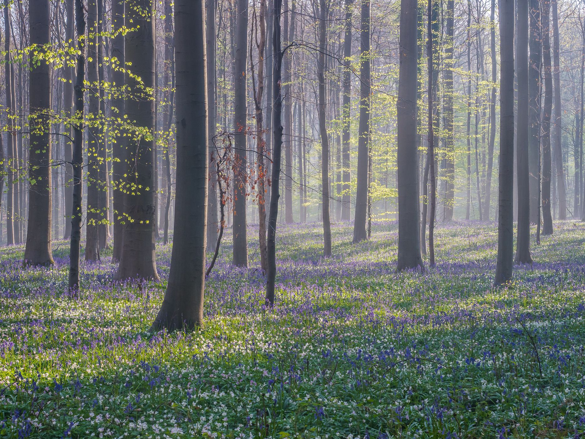 Hallerbos, Halle, Belgium