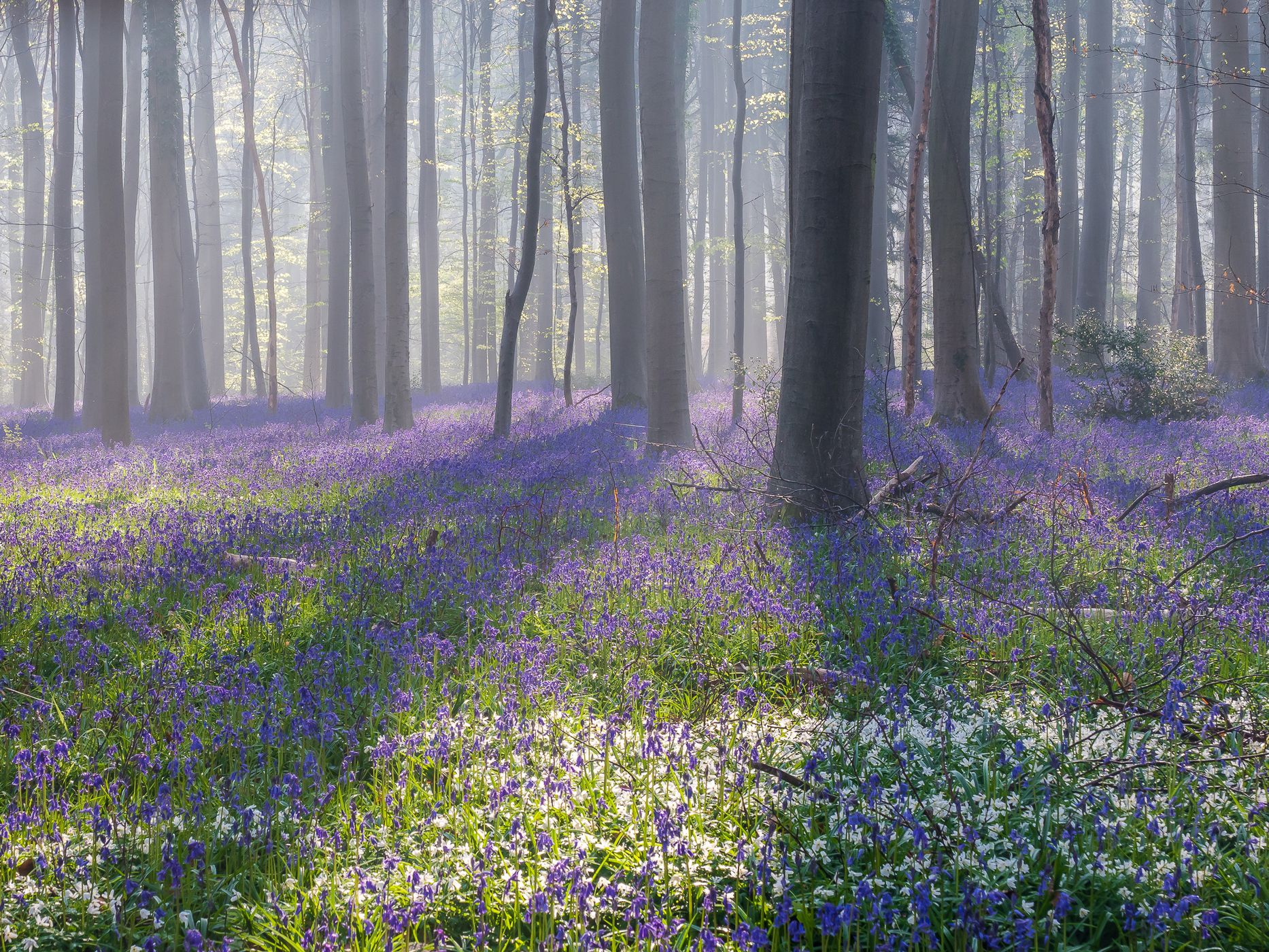 Hallerbos, Halle, Belgium