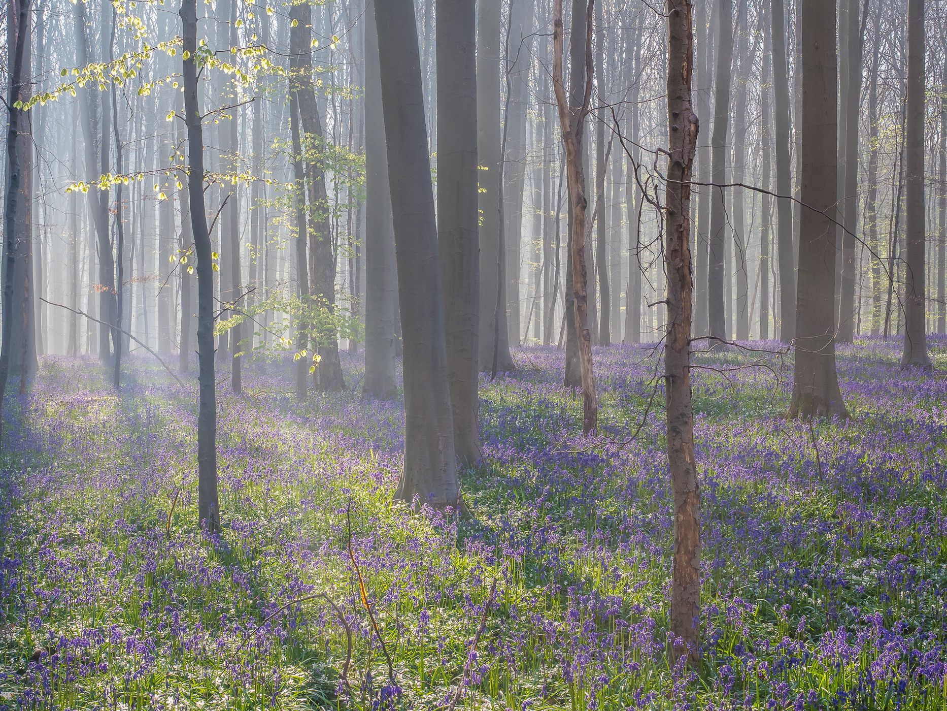 Hallerbos, Halle, Belgium