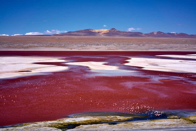 Laguna Colorada