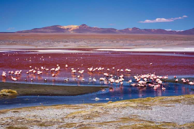 Laguna Colorada