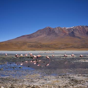 Laguna Hedionda, Bolivia