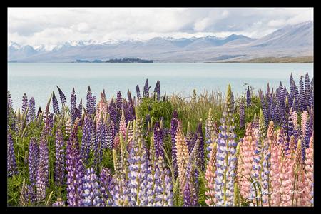 Lupines on the shore of Lake Tekapo, New Zealand