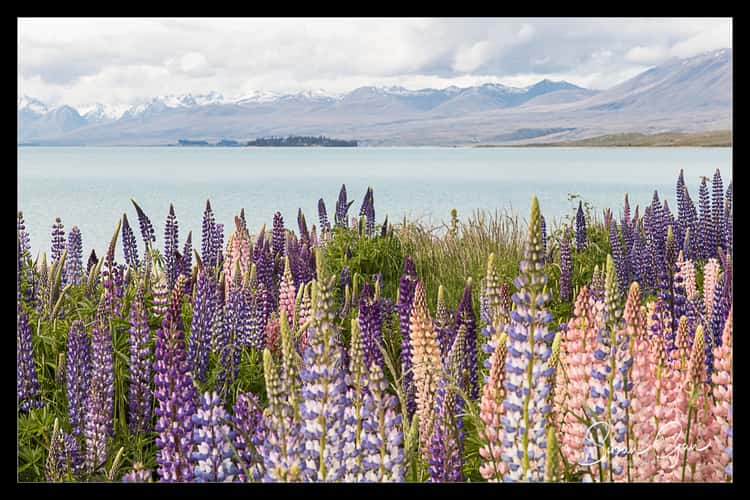 Lupines on the shore of Lake Tekapo, New Zealand