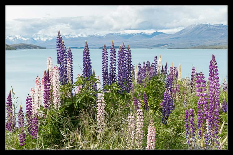 Lupines on the shore of Lake Tekapo, New Zealand