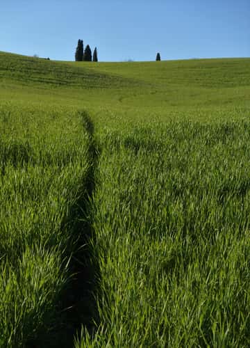 near il Rigo