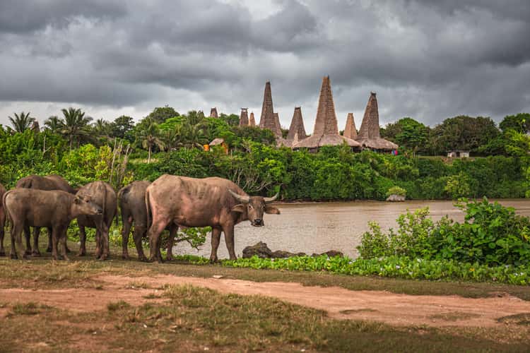 Pantain Ratenggaro - Kampung Adat Ratenggaro