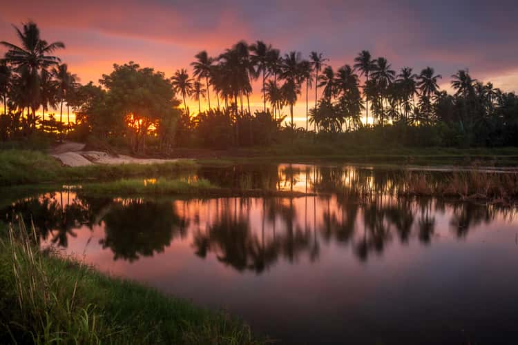 Sunset palms Sumba