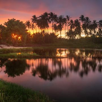 Sunset palms Sumba, Indonesia