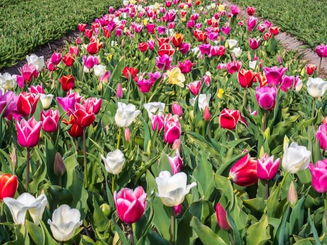 Tulip and Hyacinth Fields, Sint Maartenszee