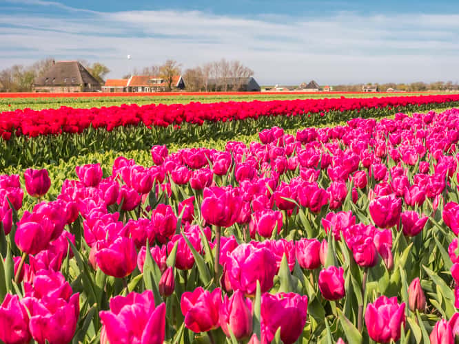 Tulip and Hyacinth Fields, Sint Maartenszee