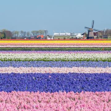 Tulip and Hyacinth Fields, Sint Maartenszee, Netherlands