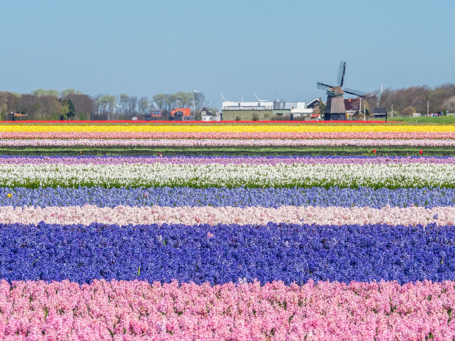 Tulip and Hyacinth Fields, Sint Maartenszee, Netherlands
