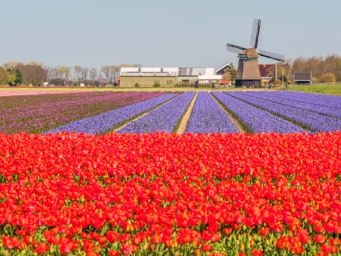 Tulip and Hyacinth Fields, Sint Maartenszee