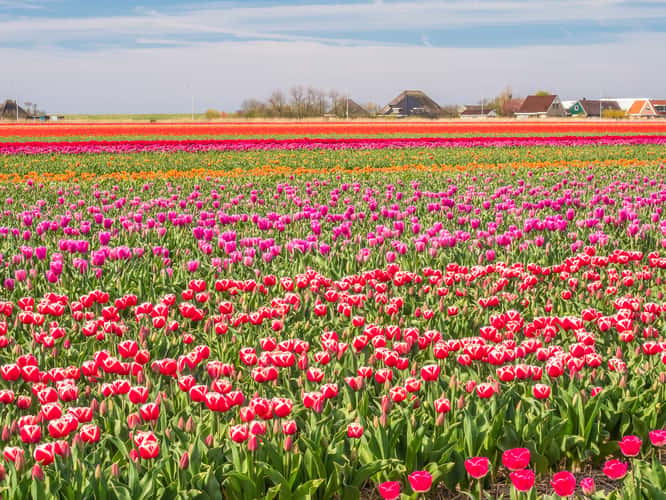 Tulip and Hyacinth Fields, Sint Maartenszee