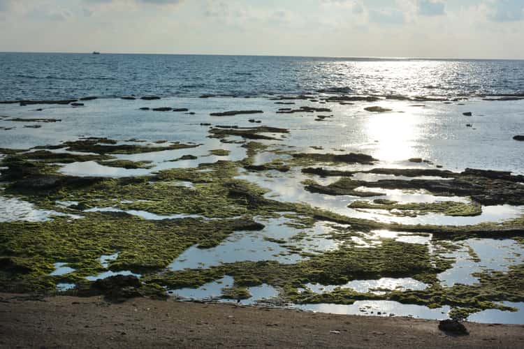 Acre Akko