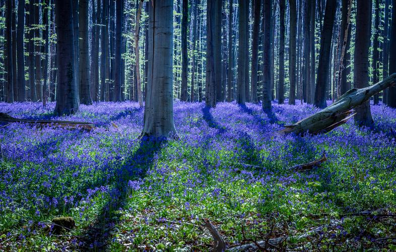 Bluebell forest Hallerbos near Brussels