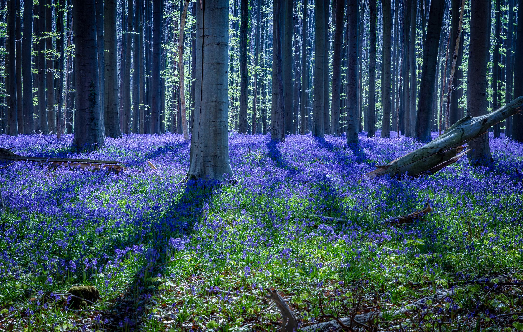 Bluebell forest Hallerbos near Brussels, Belgium